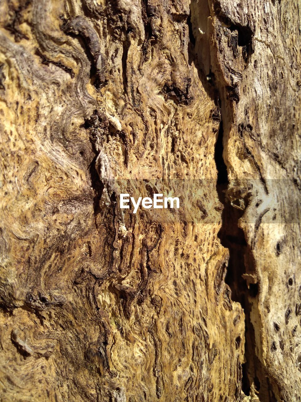 CLOSE-UP OF TREE BARK