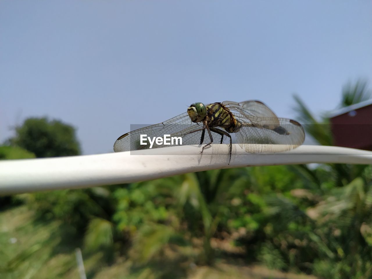 CLOSE-UP OF DRAGONFLY