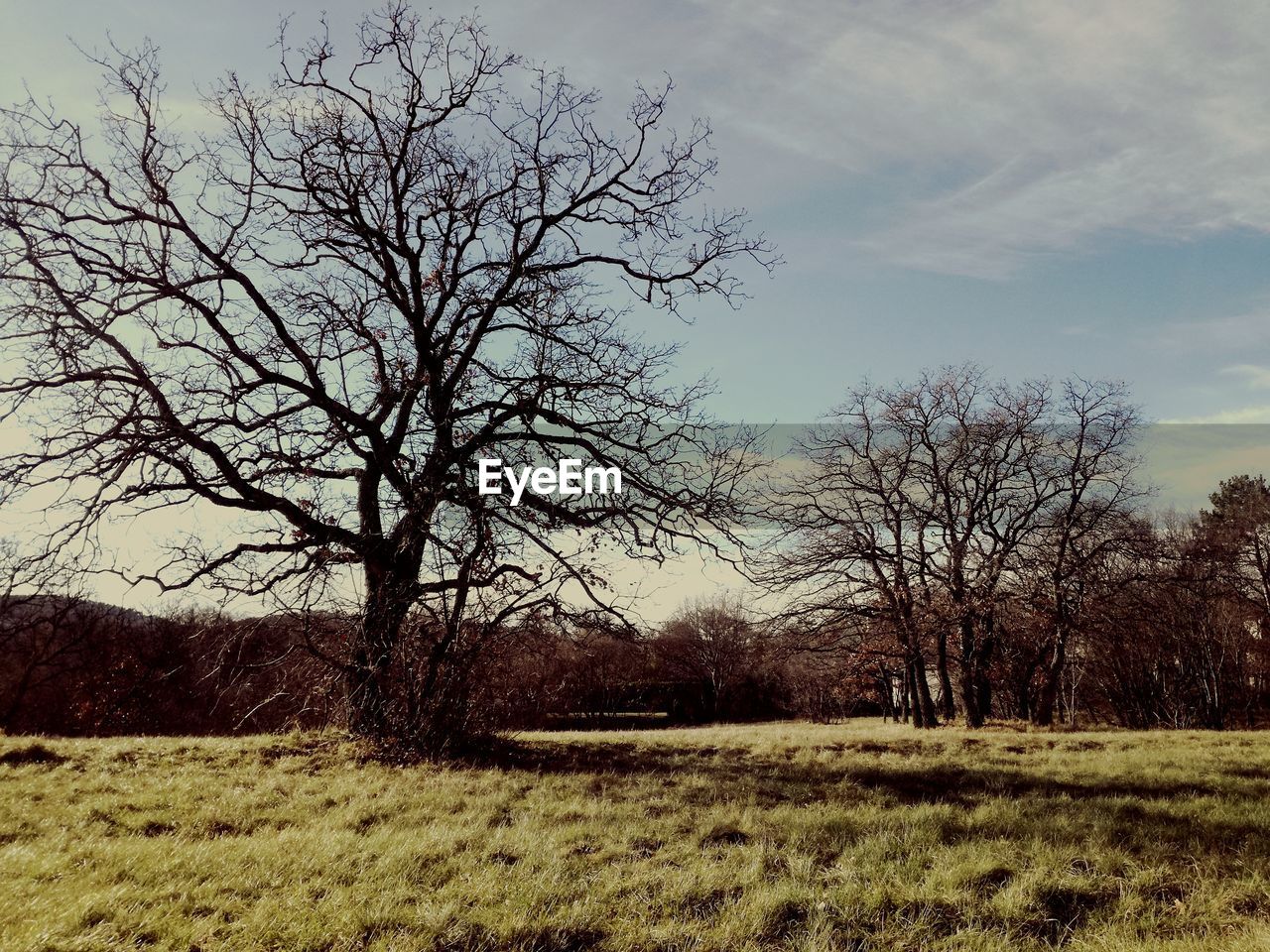 BARE TREE IN FIELD