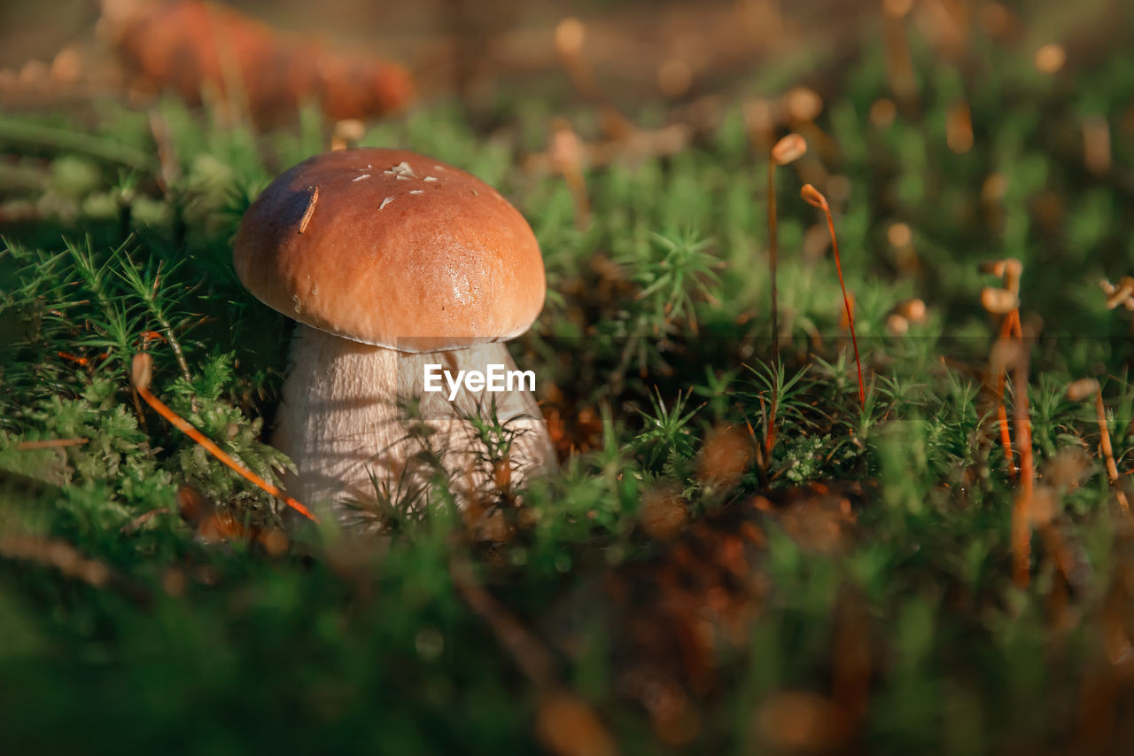 Mushroom. boletus edulis in forest. porcini on moss