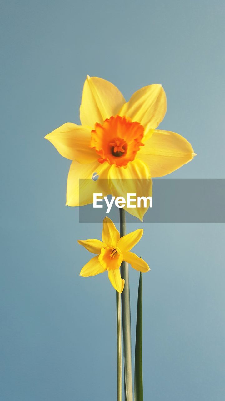 Close-up of yellow daffodil against blue background