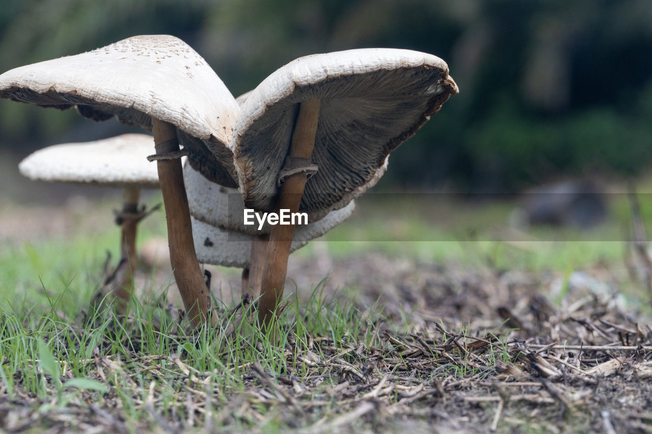 wildlife, animal, nature, animal themes, plant, animal wildlife, one animal, mushroom, bird, no people, grass, food, animal body part, fungus, outdoors, day, selective focus, land, vegetable