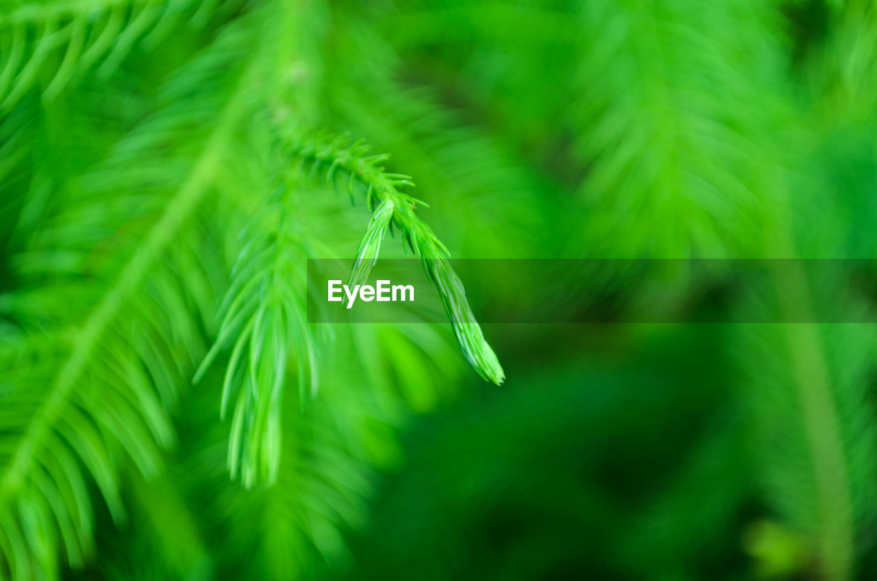 Close-up of fresh green leaf