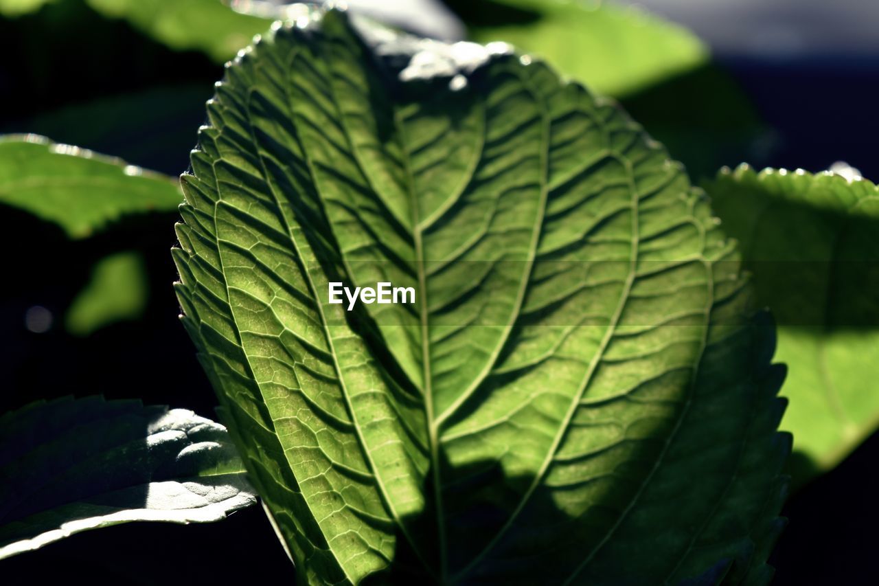 CLOSE-UP OF LEAVES