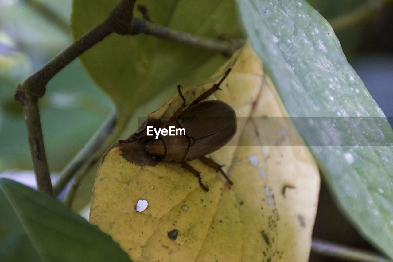 CLOSE-UP OF INSECT ON PLANT