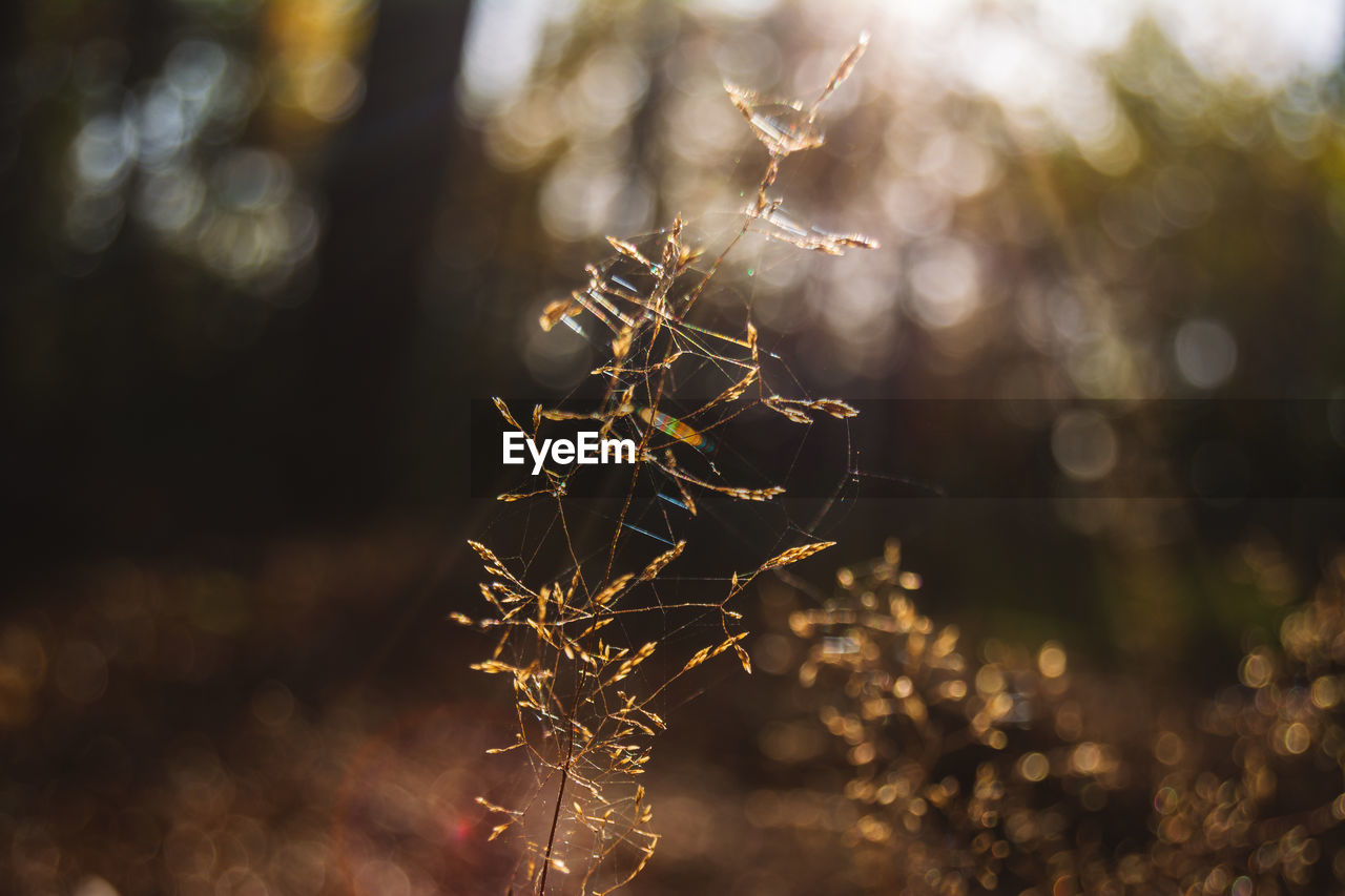 sunlight, nature, branch, light, autumn, leaf, plant, tree, macro photography, no people, beauty in nature, flower, focus on foreground, yellow, close-up, land, outdoors, reflection, tranquility, forest, darkness, sky, selective focus, environment, defocused, morning, plant part, winter, back lit, light - natural phenomenon