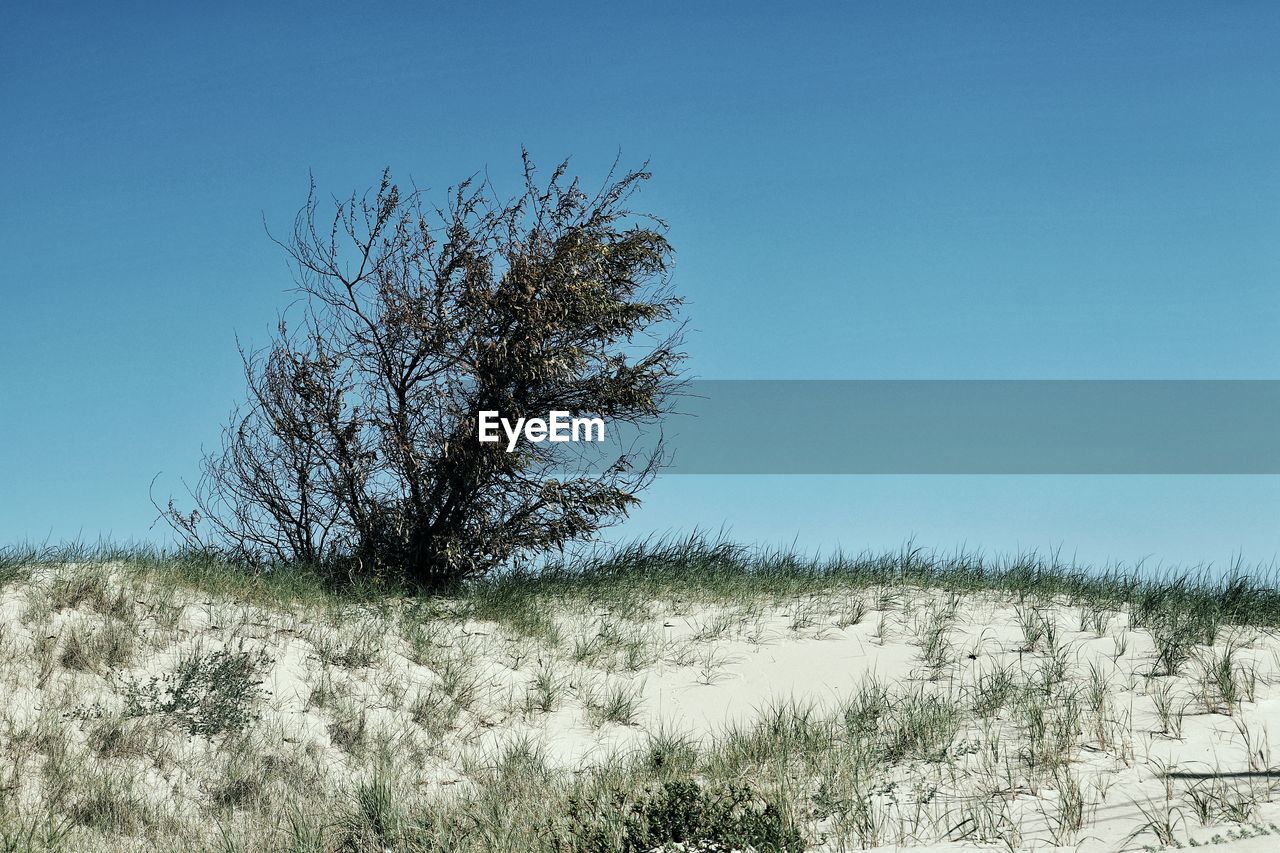 TREE AGAINST CLEAR SKY