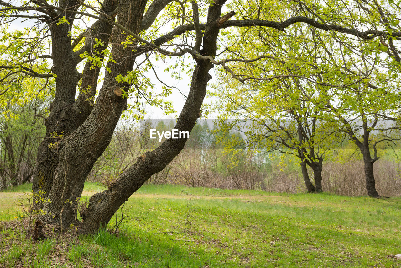 VIEW OF TREES ON FIELD