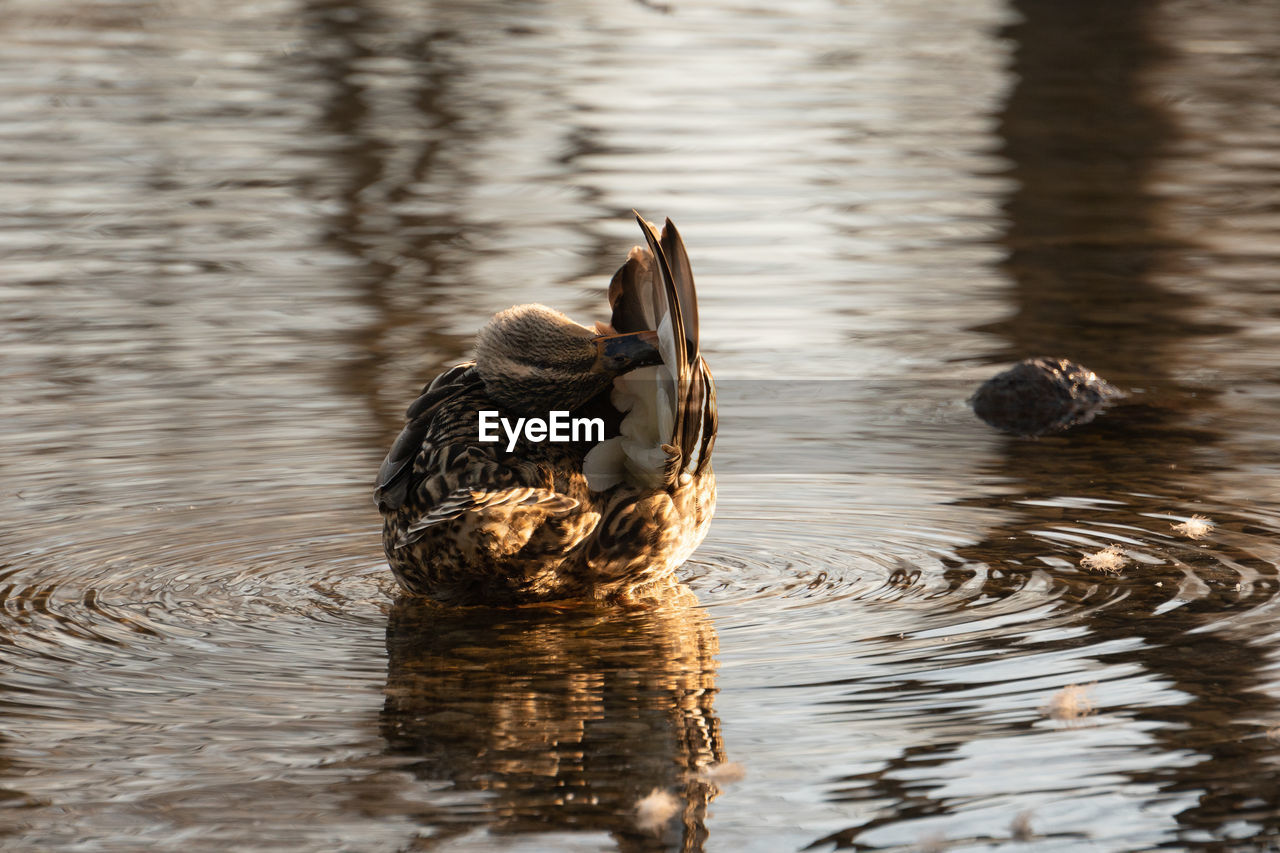 Duck swimming in a lake