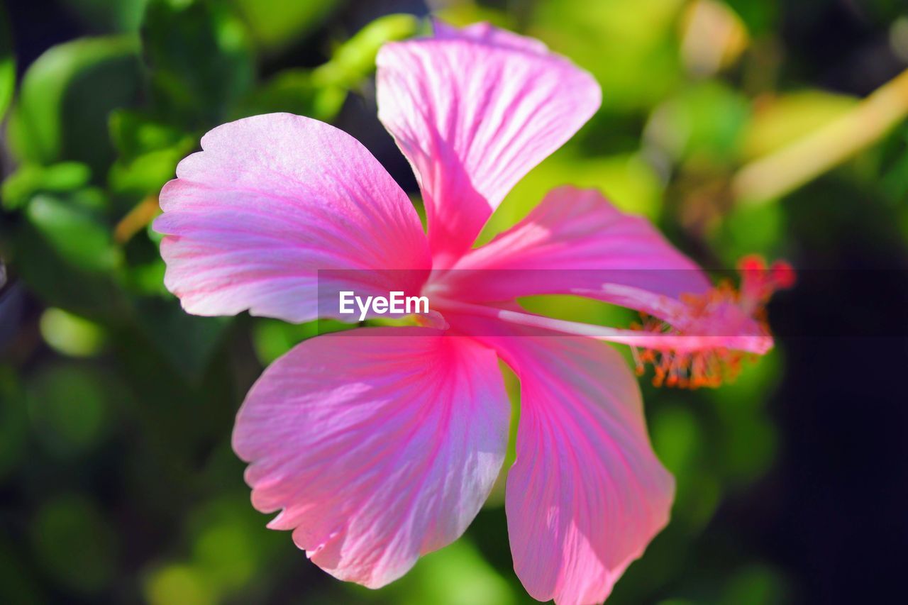 Close-up of pink flowering plant