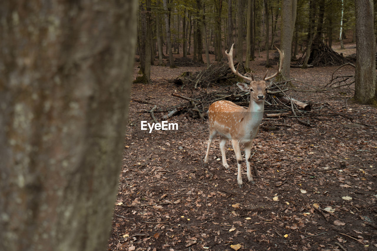 Deer dots bruno czech republic moody forest