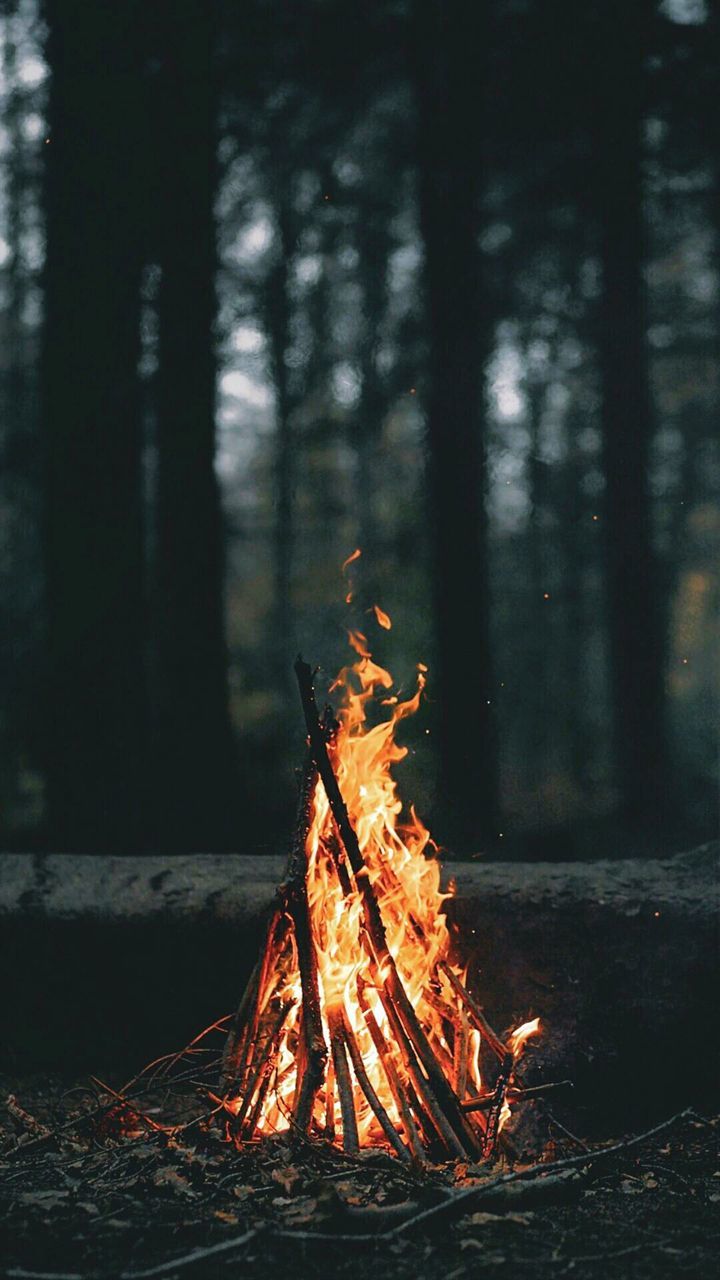 Campfire burning in forest at dusk