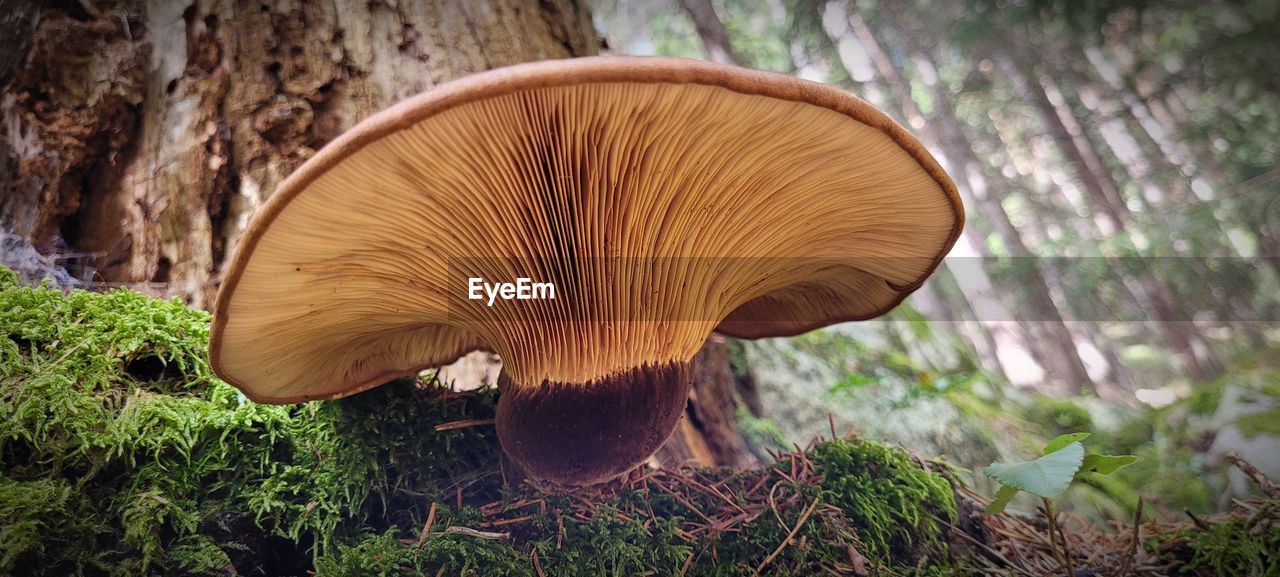 plant, nature, mushroom, fungus, growth, tree, forest, vegetable, land, woodland, food, close-up, toadstool, leaf, no people, beauty in nature, grass, edible mushroom, day, focus on foreground, penny bun, trunk, tree trunk, oyster mushroom, field, autumn, outdoors, bolete, macro photography, brown, natural environment, fragility