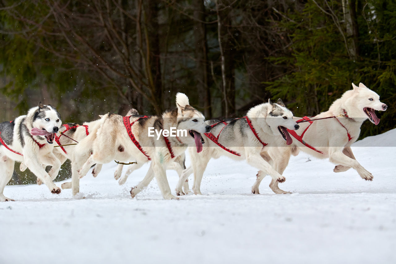 GROUP OF DOGS RUNNING ON SNOW COVERED LANDSCAPE