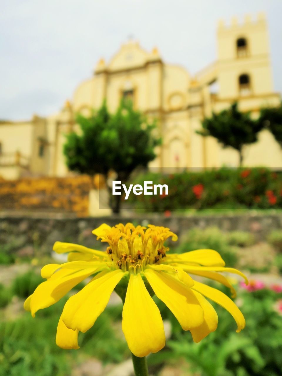 CLOSE-UP OF YELLOW FLOWERS BLOOMING AGAINST BUILDINGS