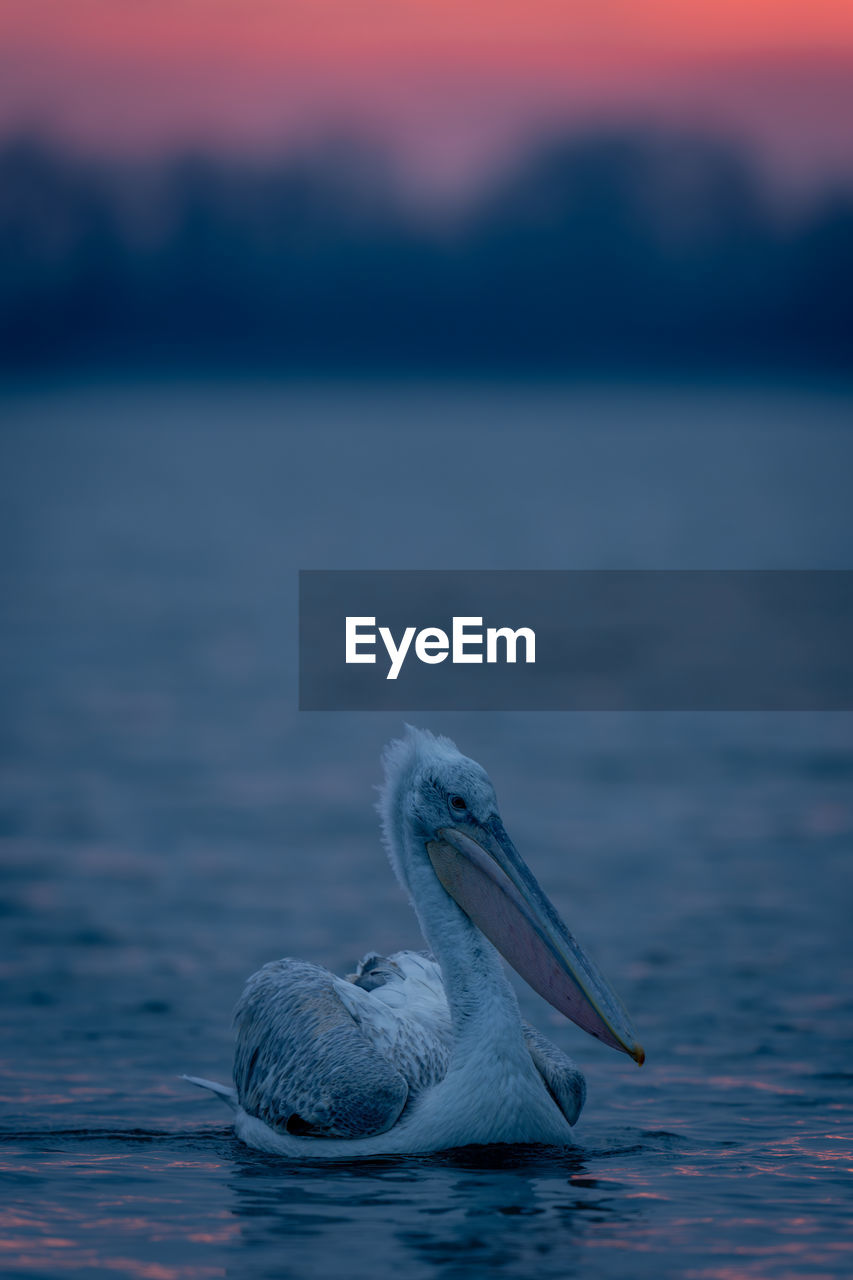 close-up of pelican on rippled water
