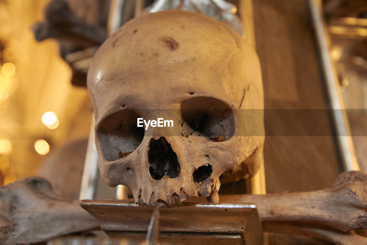 Close-up of human skull