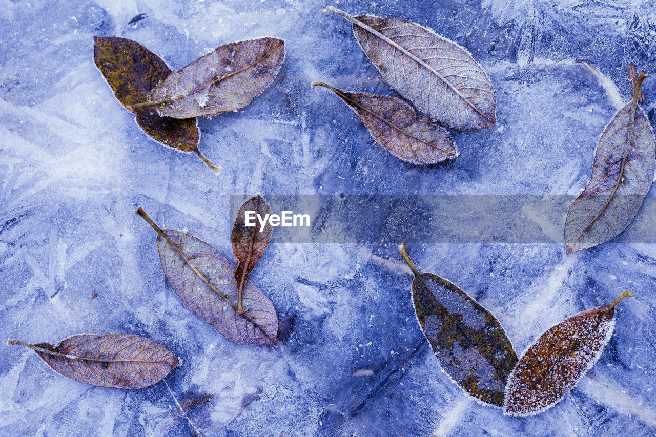 Frozen leaves on blue ice