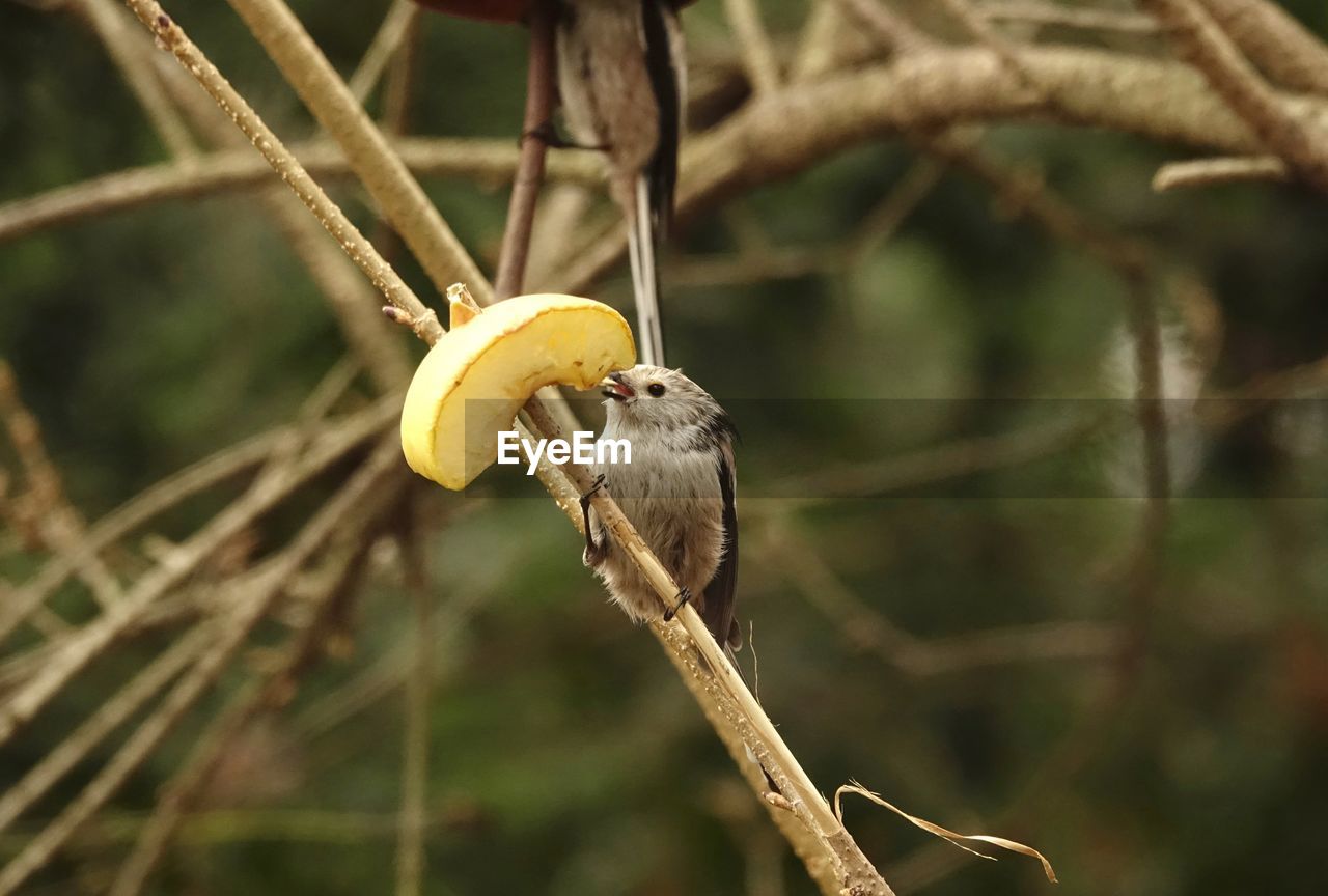 Close-up of tail tit on branch eating an apple