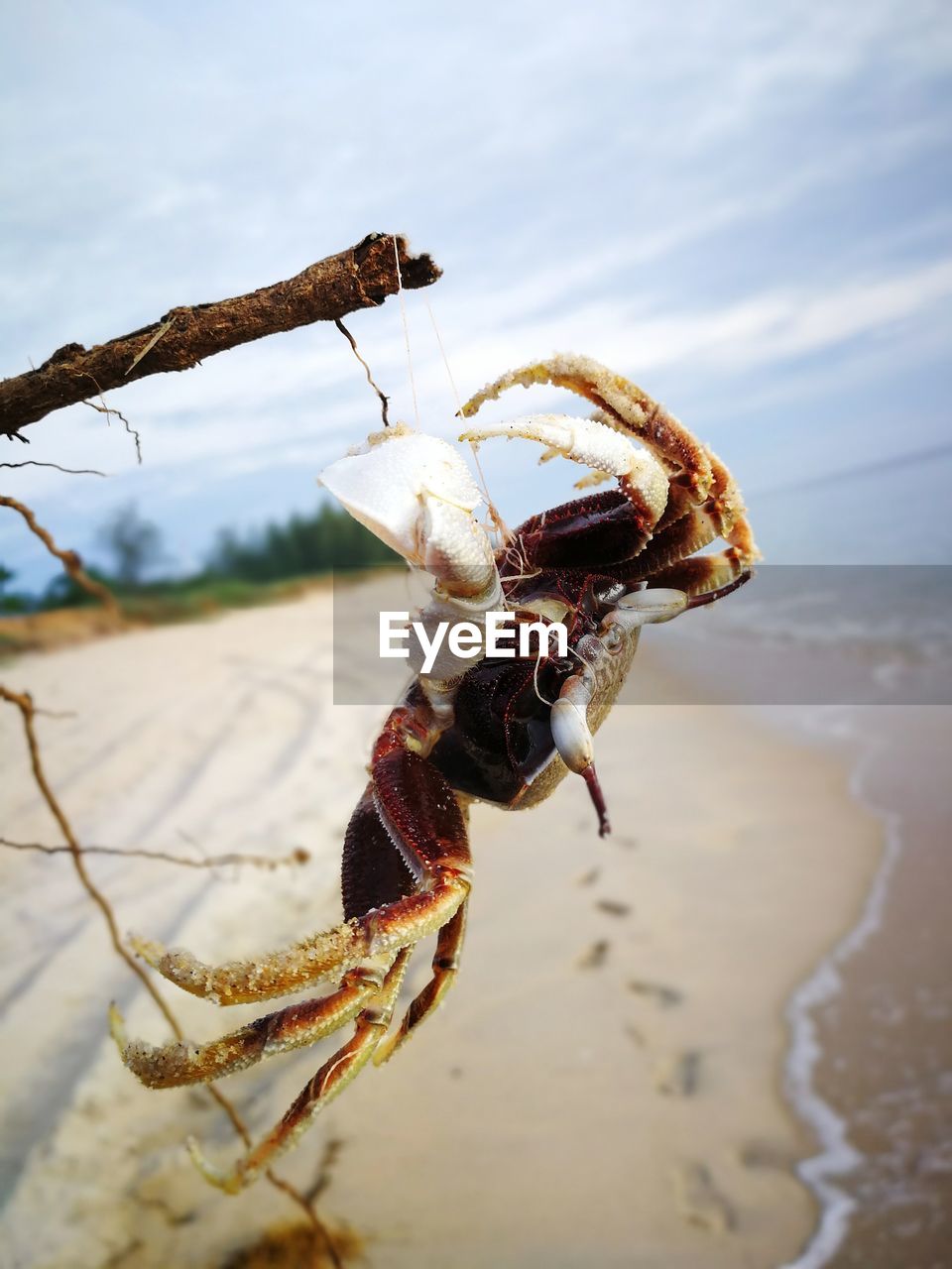 CLOSE-UP OF CRAB ON BEACH