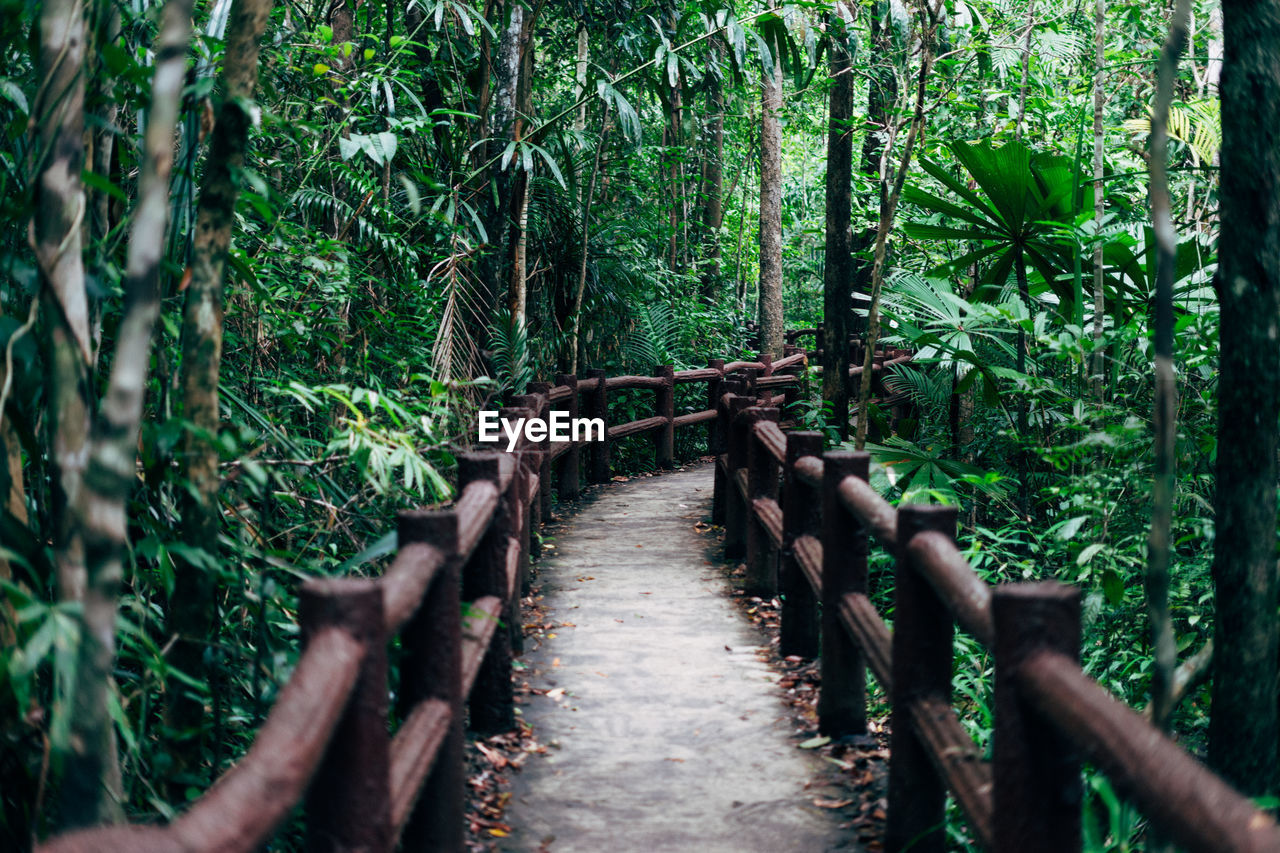 BAMBOO TREES IN FOREST