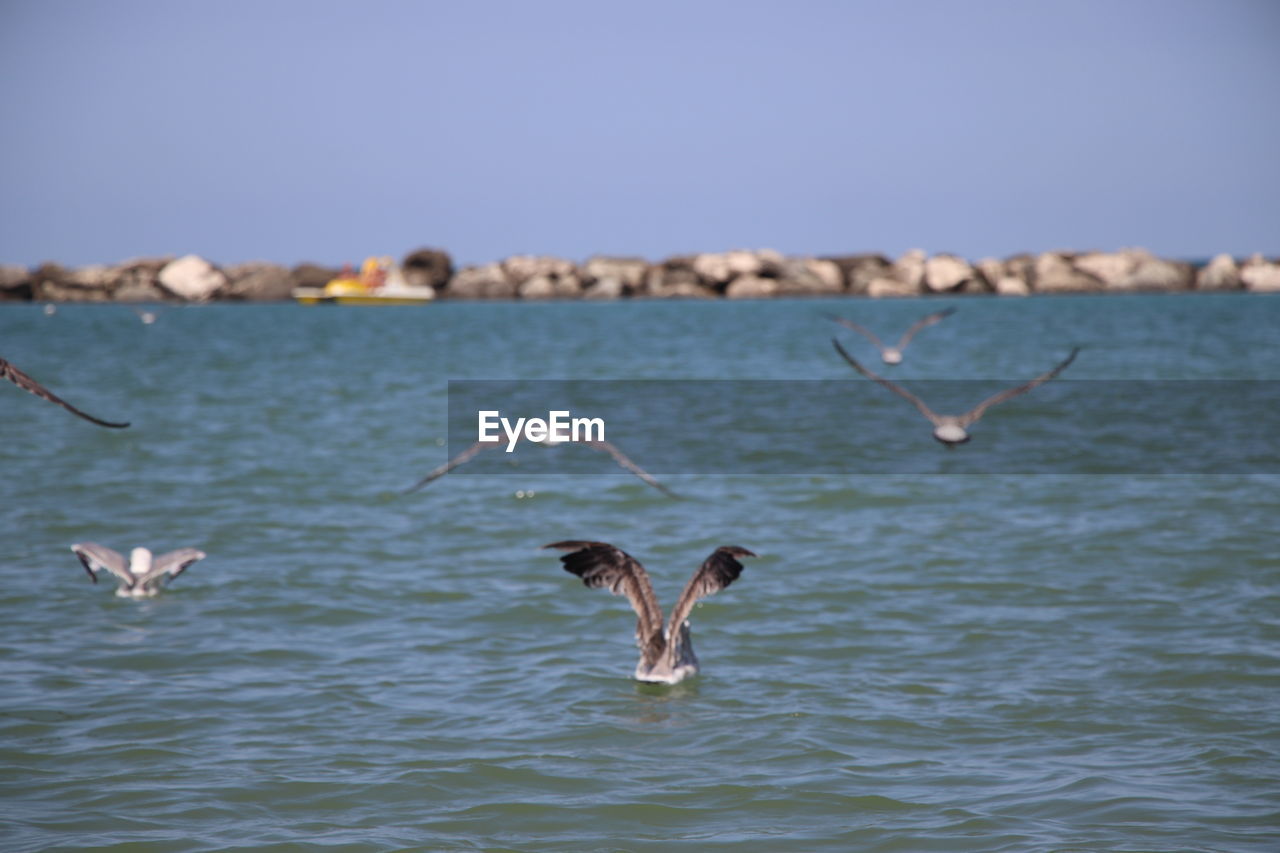 VIEW OF SEAGULLS IN SEA