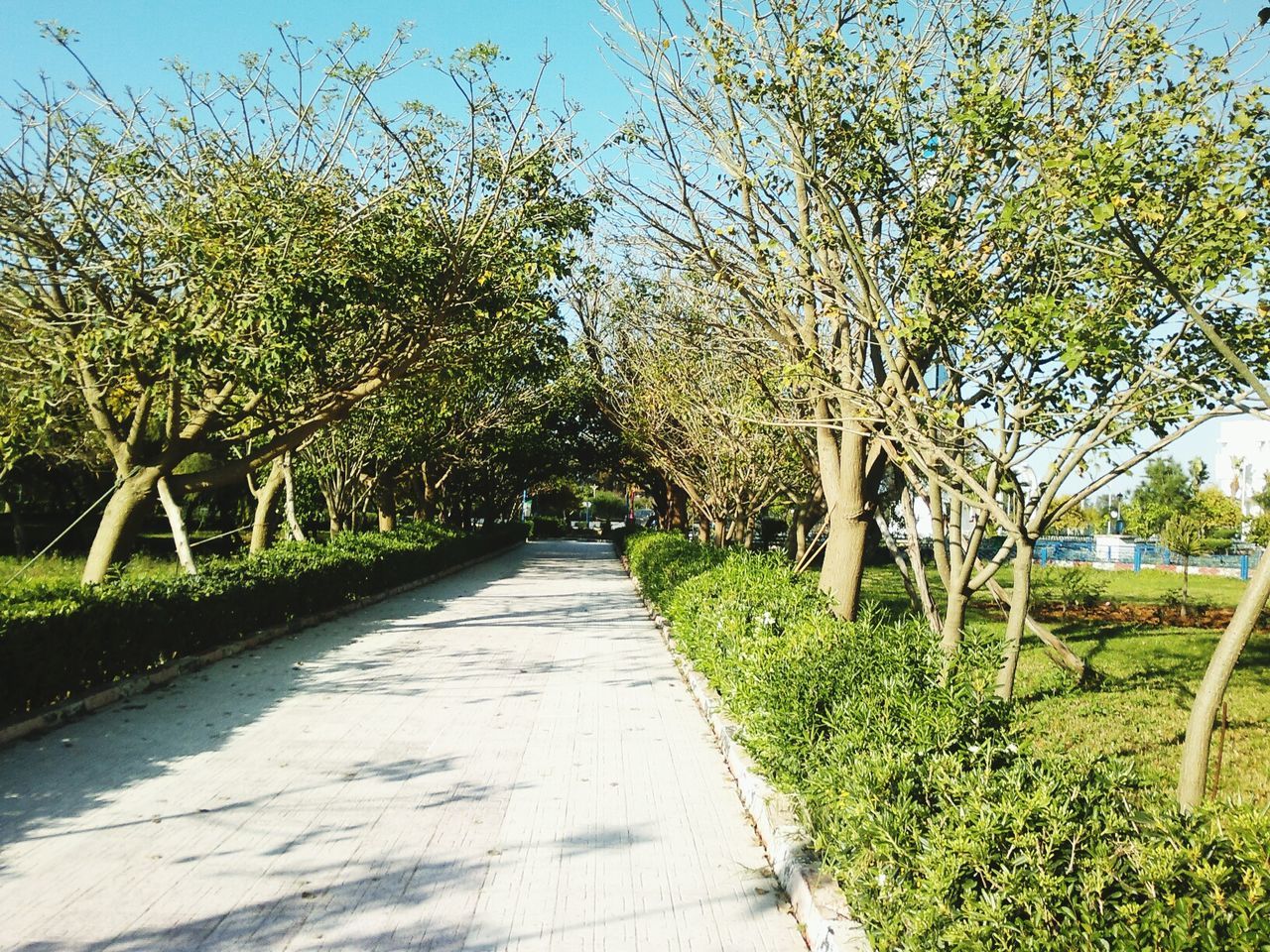 PATHWAY ALONG TREES IN PARK