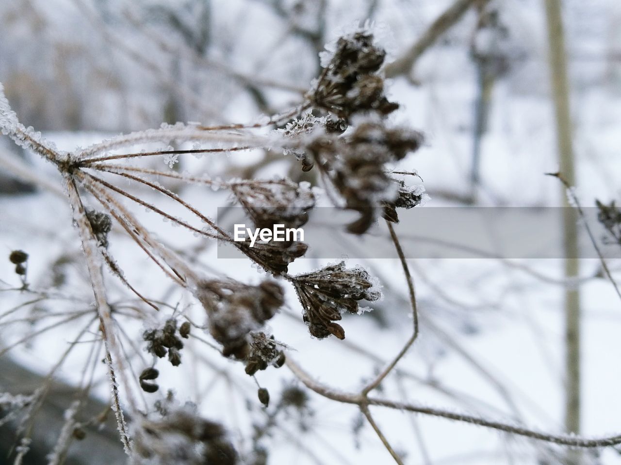 CLOSE-UP OF WILTED FLOWER TREE