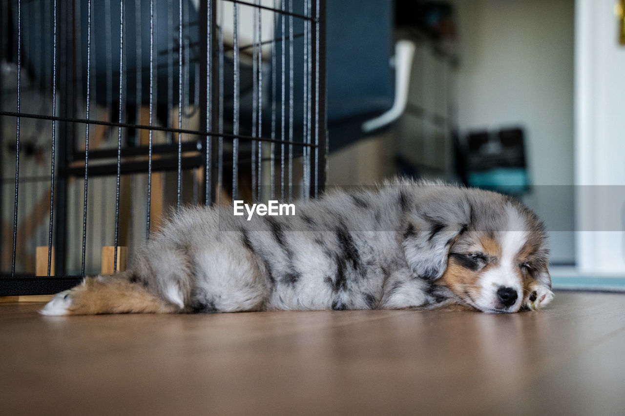 CLOSE-UP OF A DOG SLEEPING