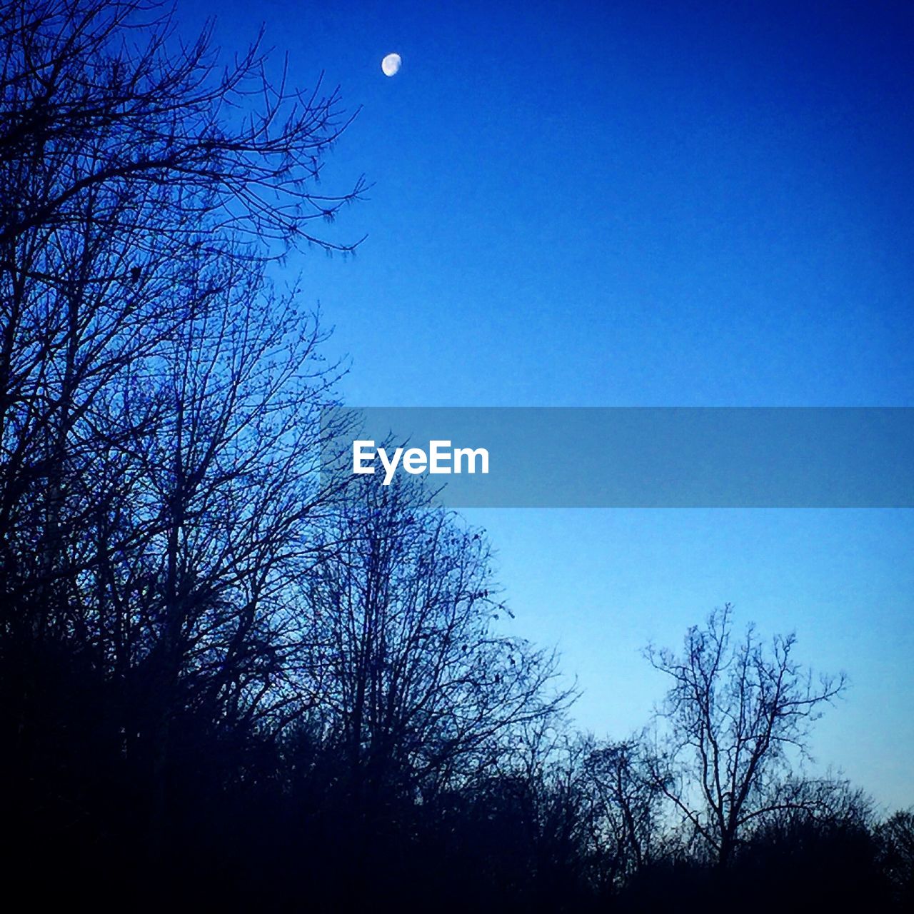 LOW ANGLE VIEW OF BARE TREES AGAINST CLEAR SKY