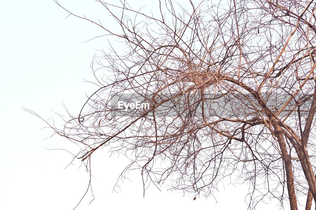 LOW ANGLE VIEW OF BARE TREES AGAINST SKY