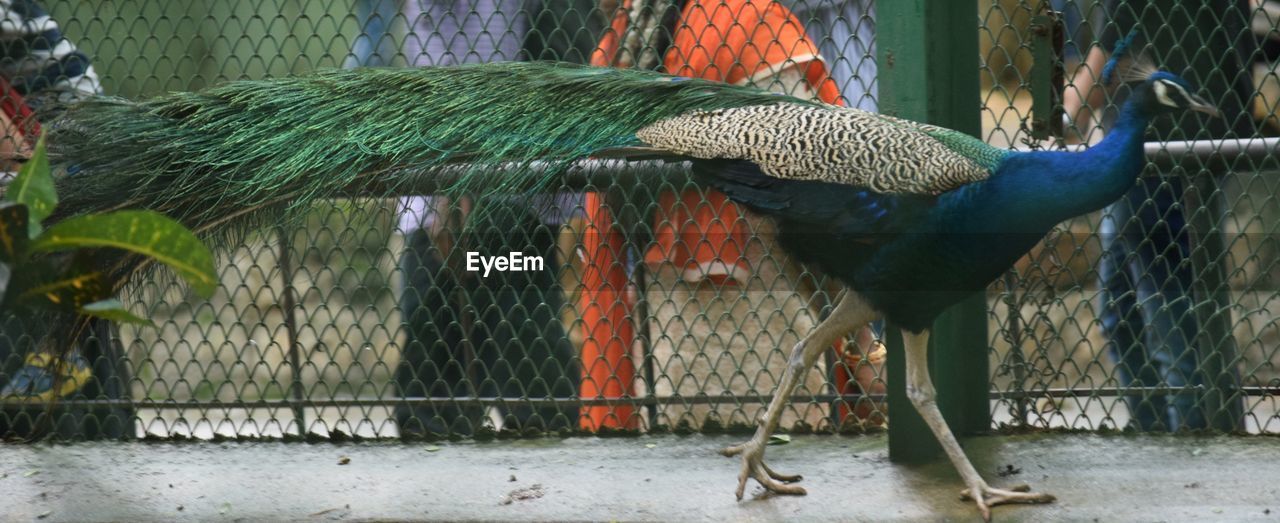 Panoramic view of peacock walking in cage at zoo