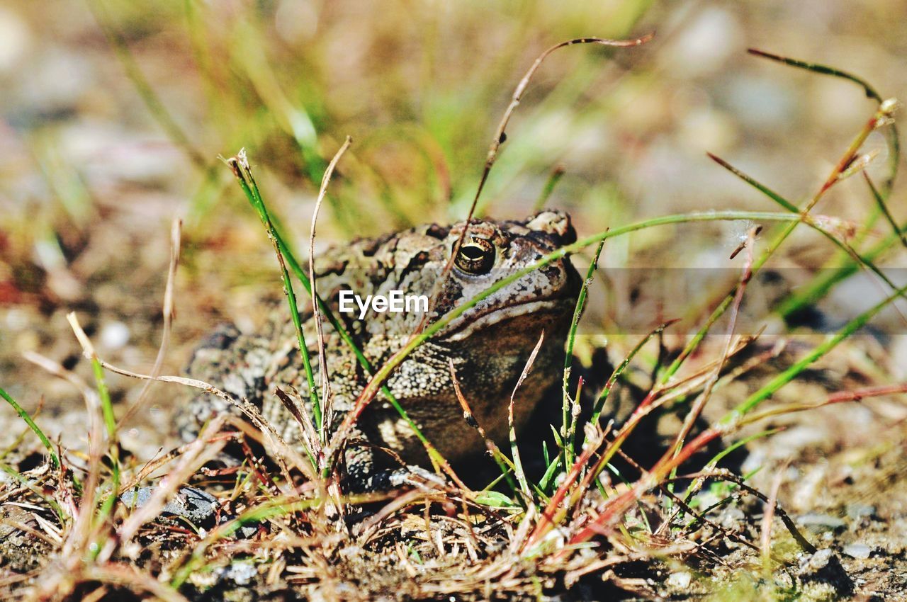 CLOSE-UP OF LIZARD ON LAND