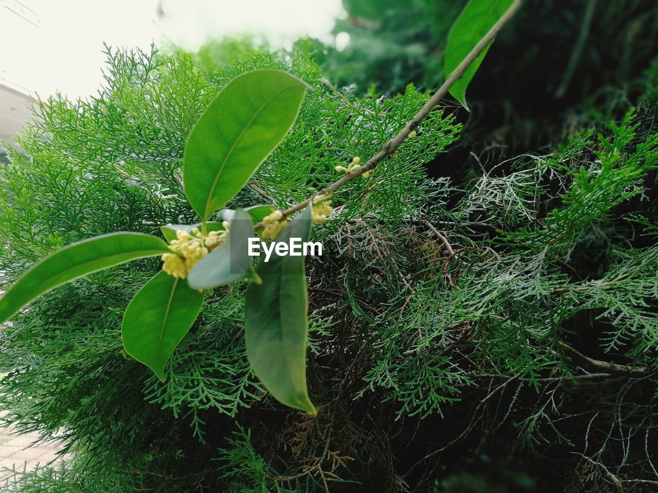 CLOSE-UP OF PLANTS