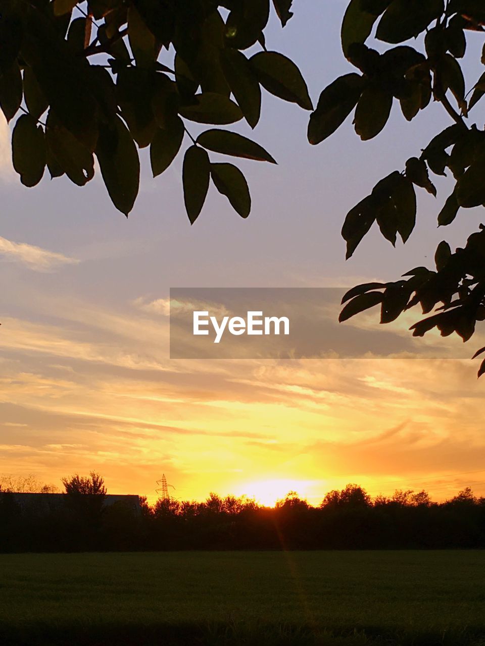 SILHOUETTE TREES ON FIELD AGAINST SKY