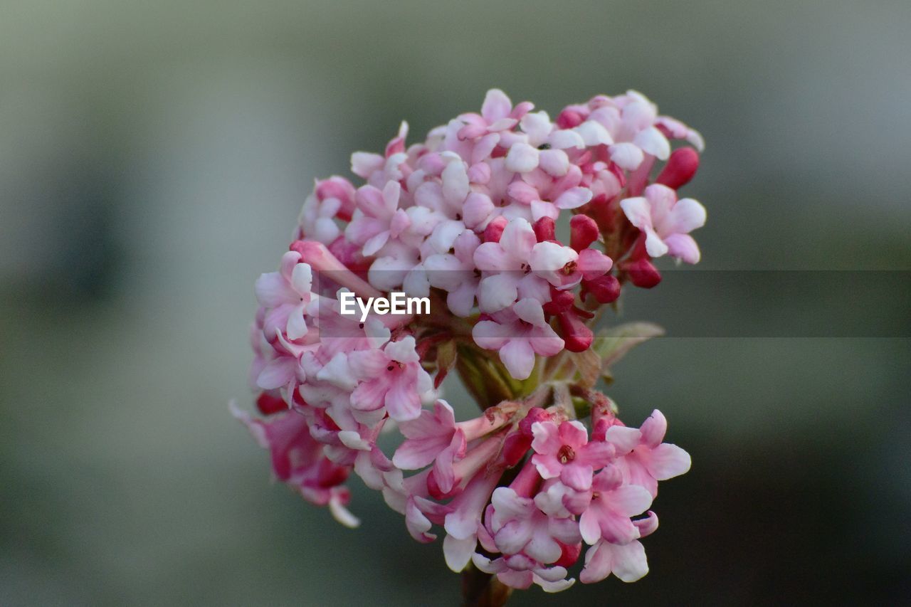 CLOSE-UP OF PINK FLOWERS BLOOMING