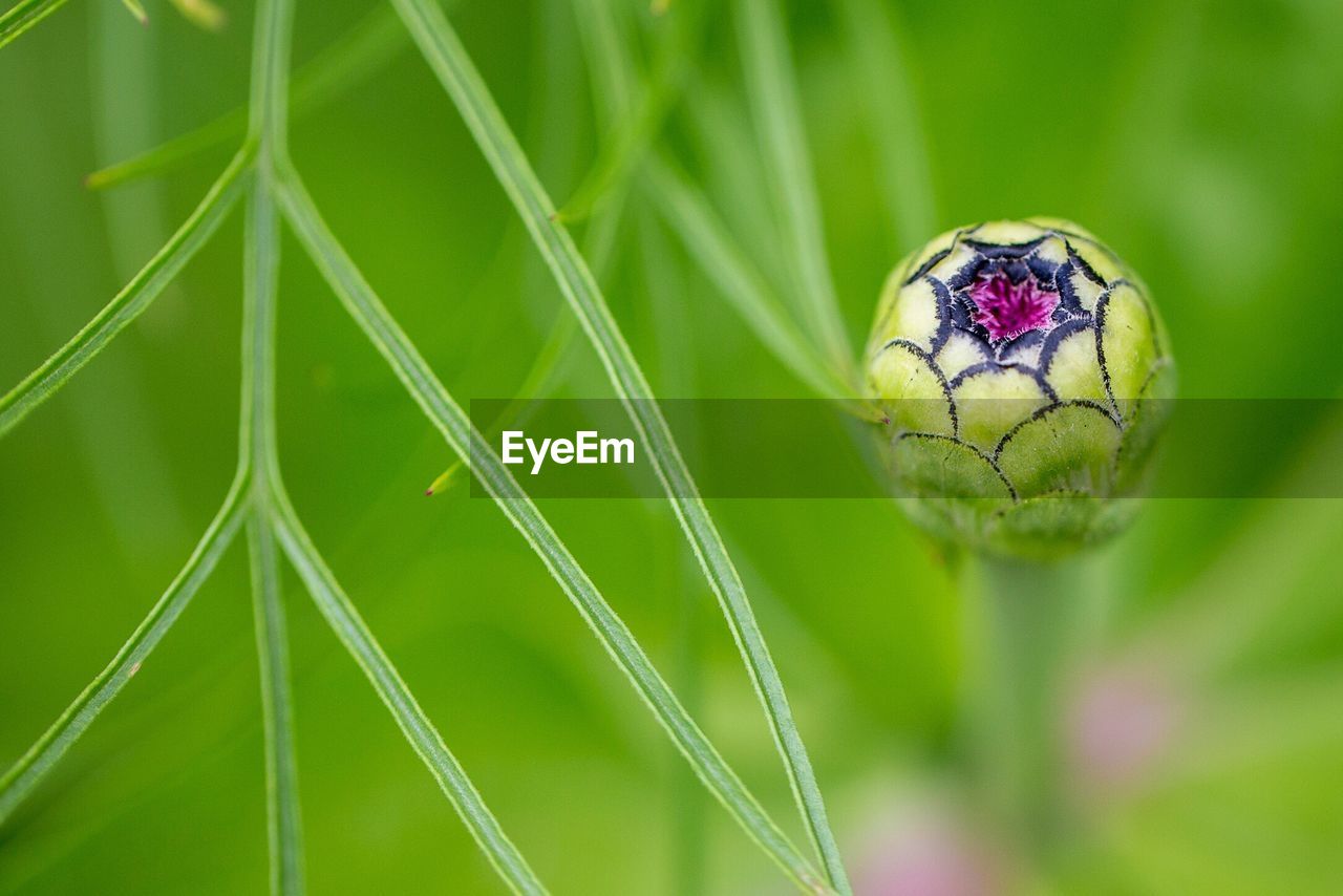 CLOSE-UP OF GREEN PLANT