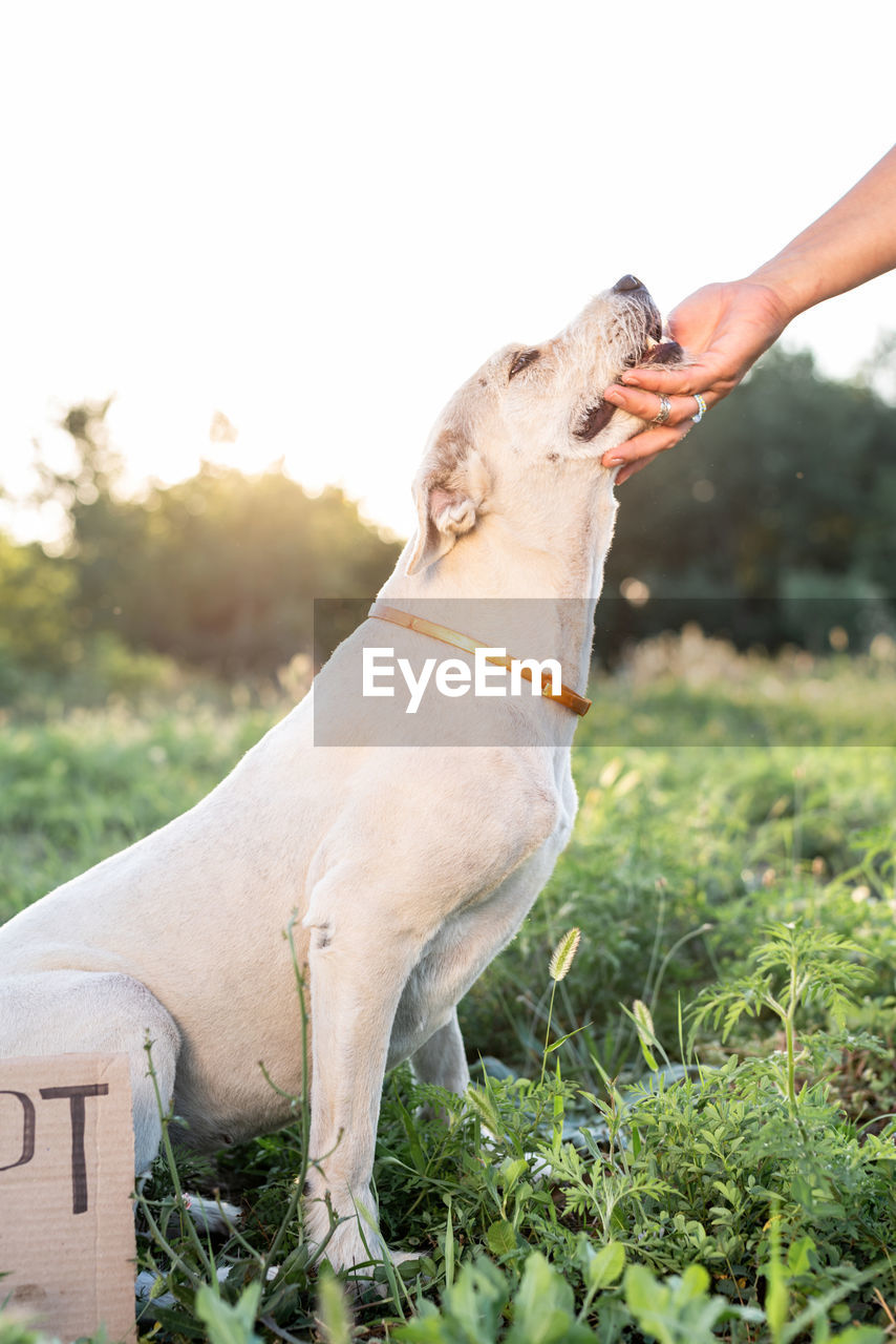 Close-up of a dog on field