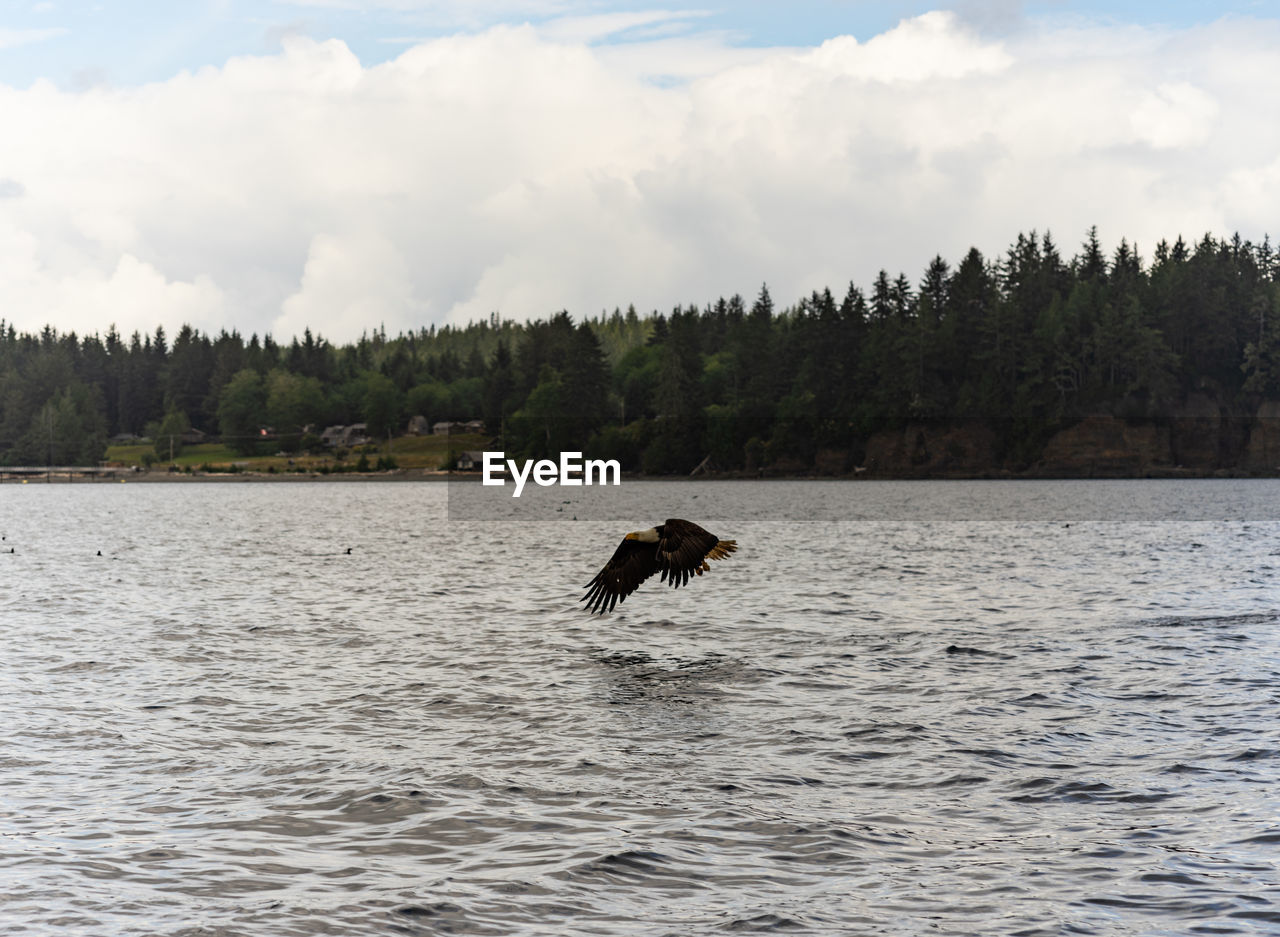 VIEW OF HORSE IN THE SEA