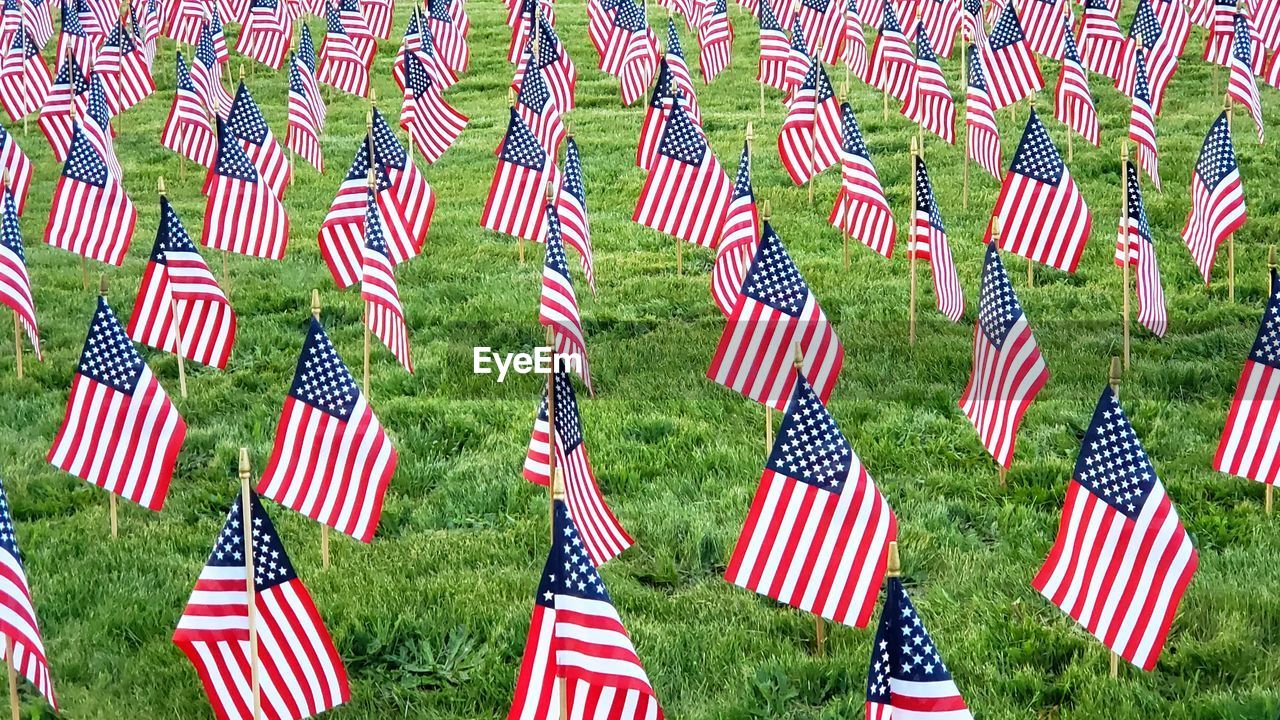 American flags in field