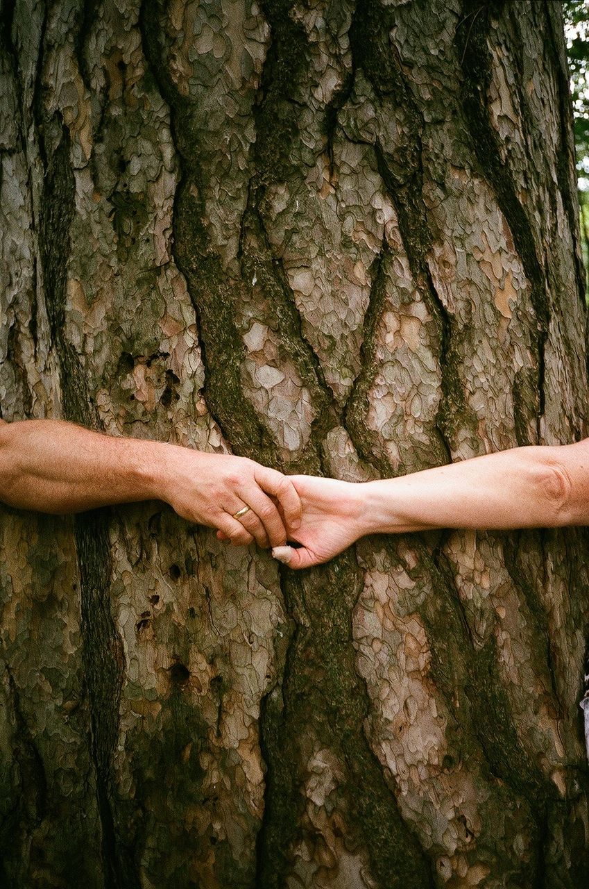 Close-up of tree trunk