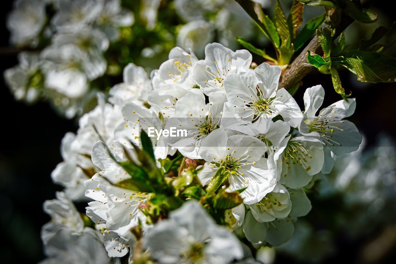 CLOSE-UP OF WHITE FLOWERS