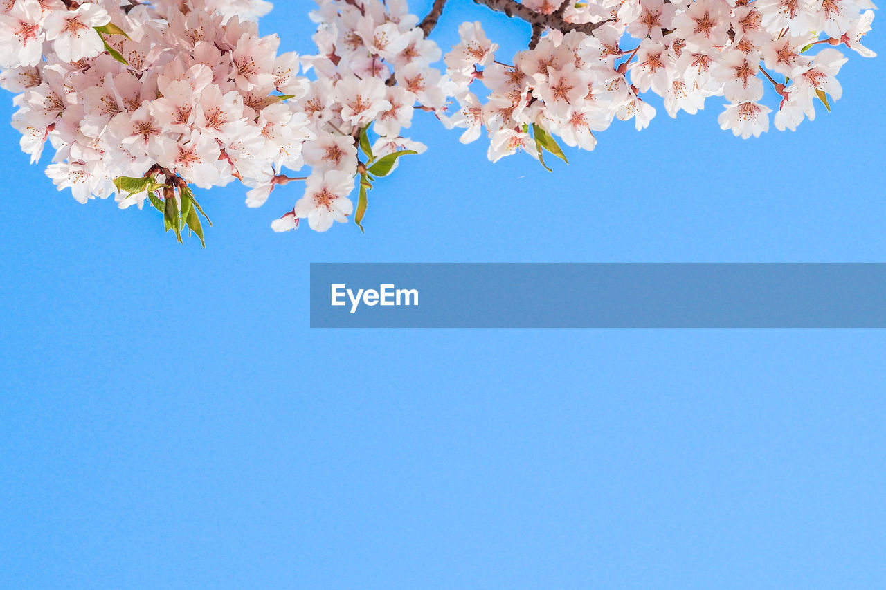 LOW ANGLE VIEW OF CHERRY BLOSSOMS AGAINST SKY