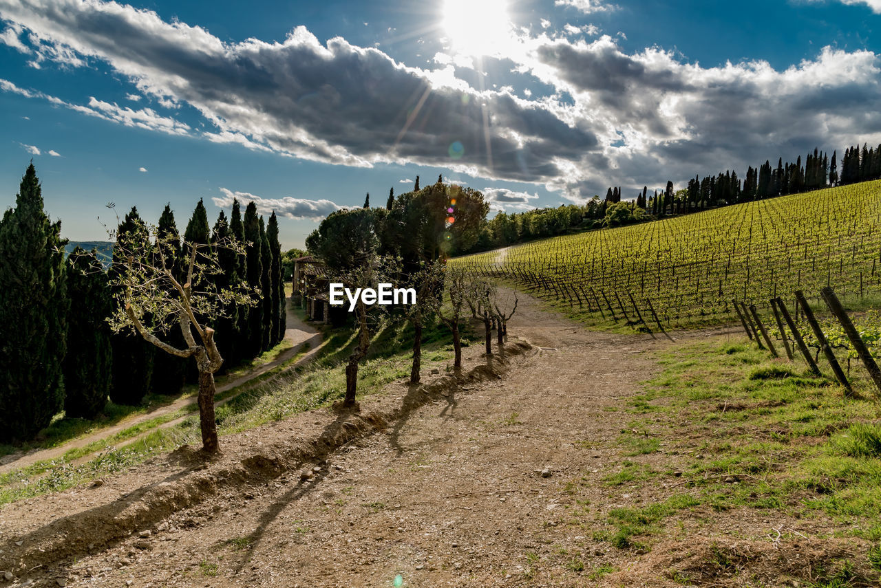 Vineyard against sky