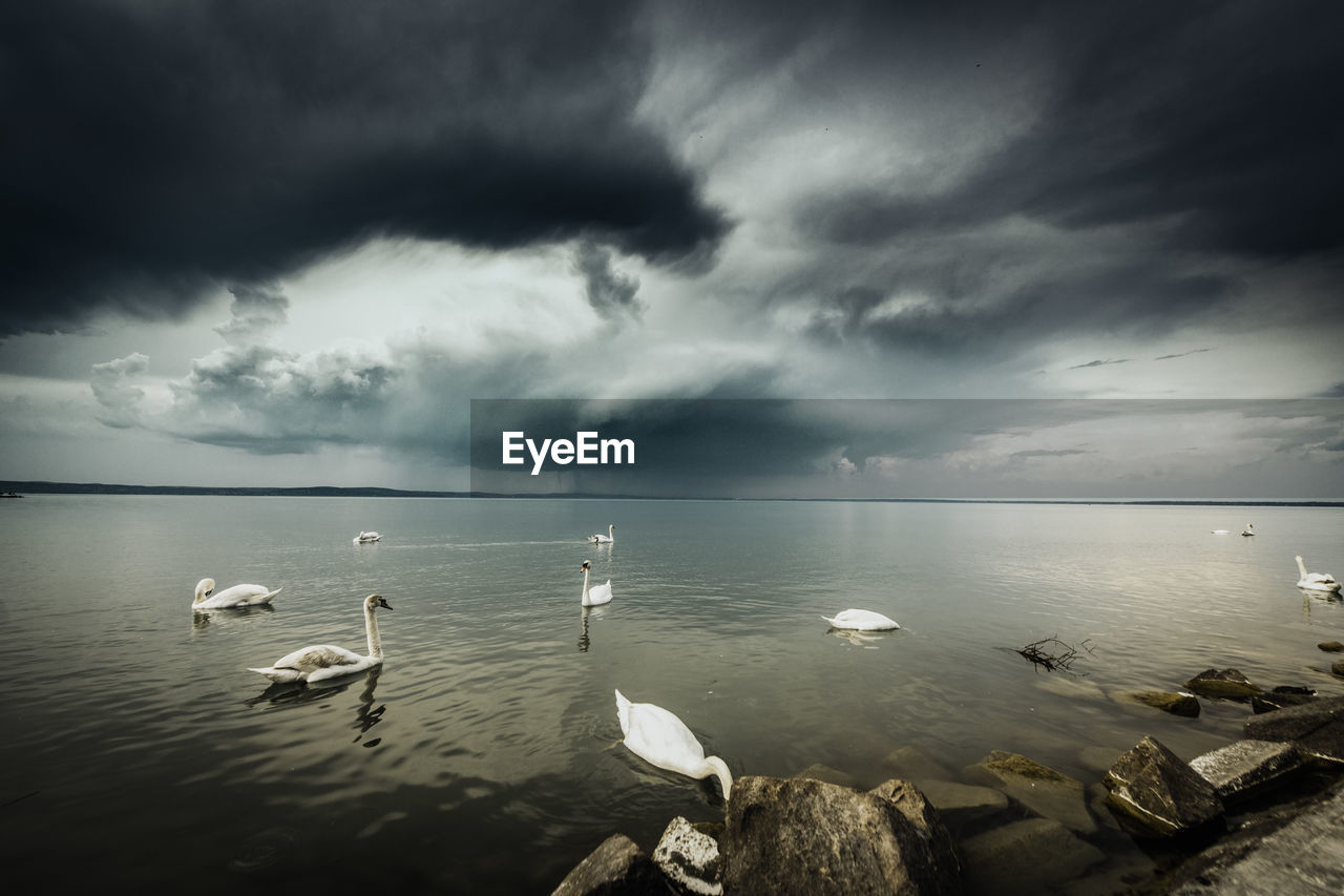 VIEW OF SWANS SWIMMING IN SEA