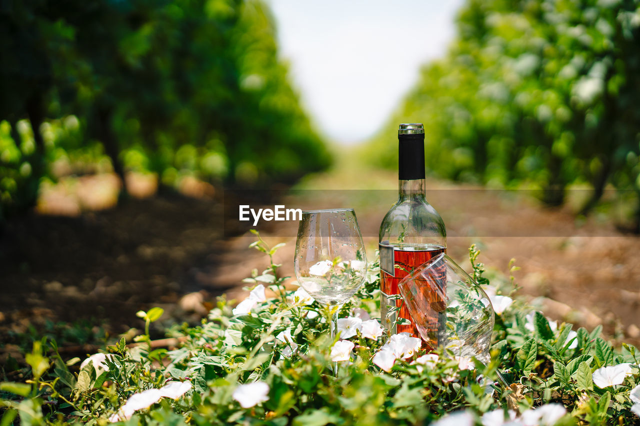 Wine bottle and empty glasses in vineyard