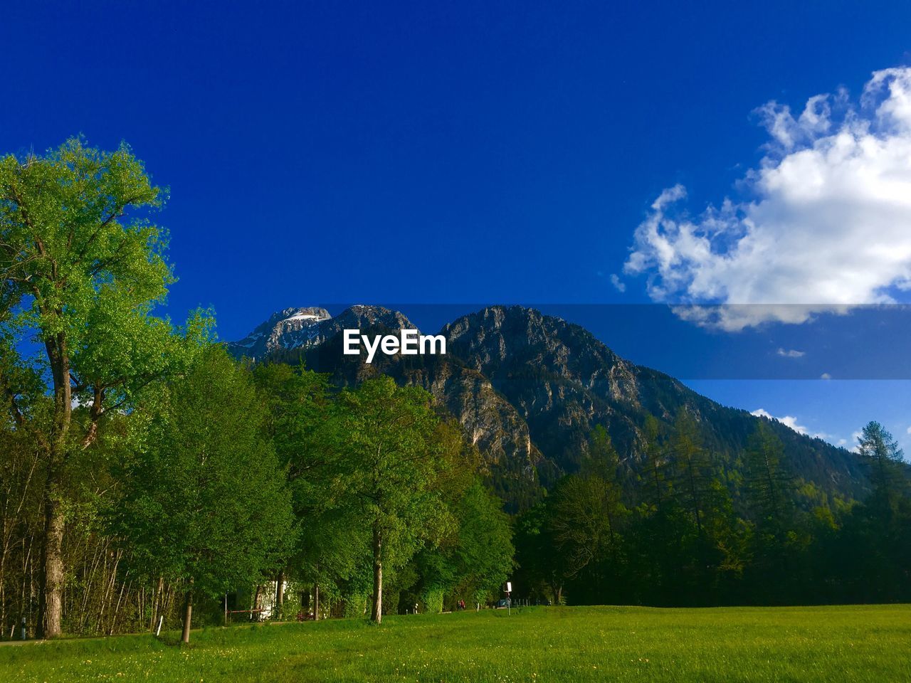 TREES ON FIELD AGAINST SKY