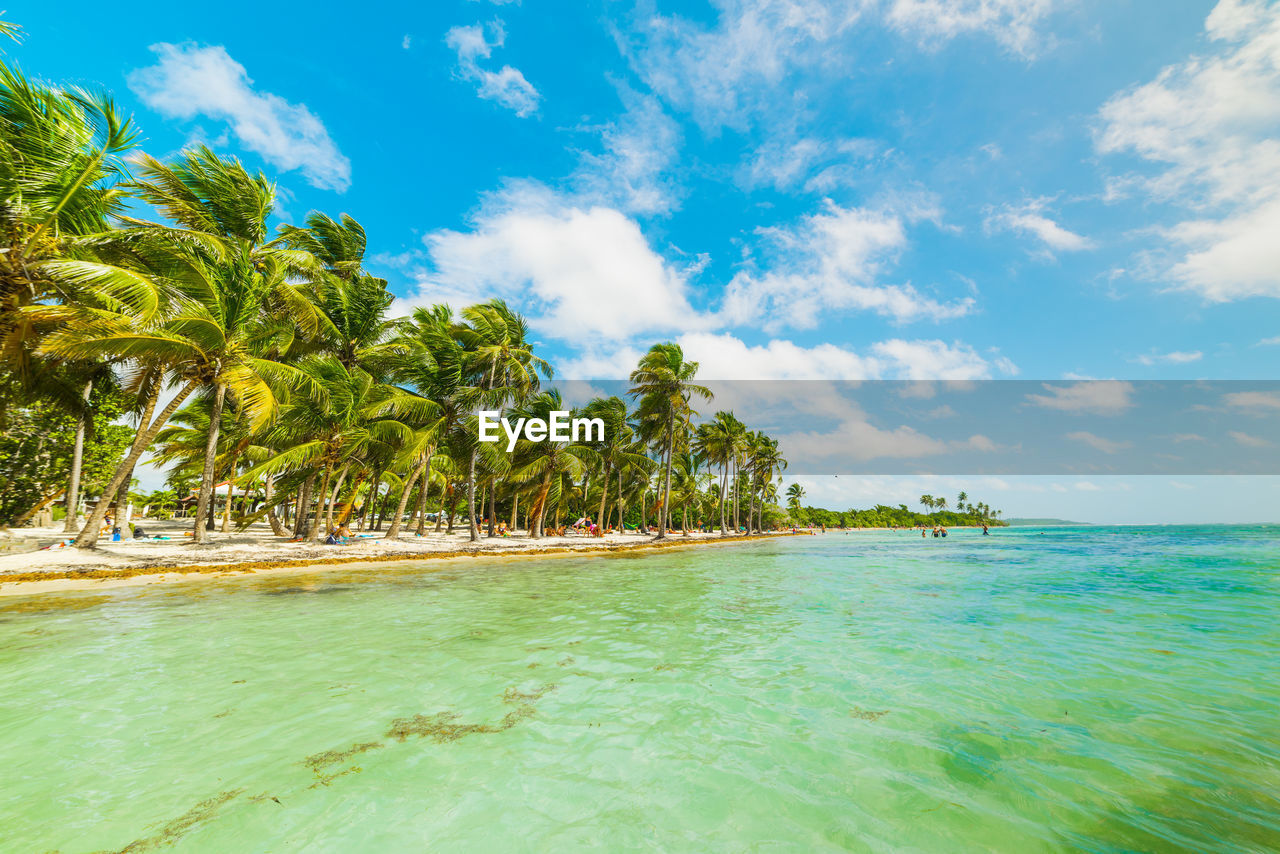 SCENIC VIEW OF SEA BY PALM TREES AGAINST SKY