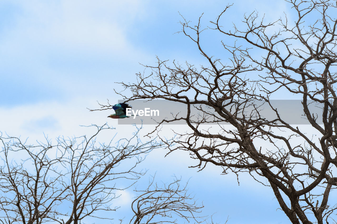 LOW ANGLE VIEW OF BIRD FLYING OVER BARE TREE