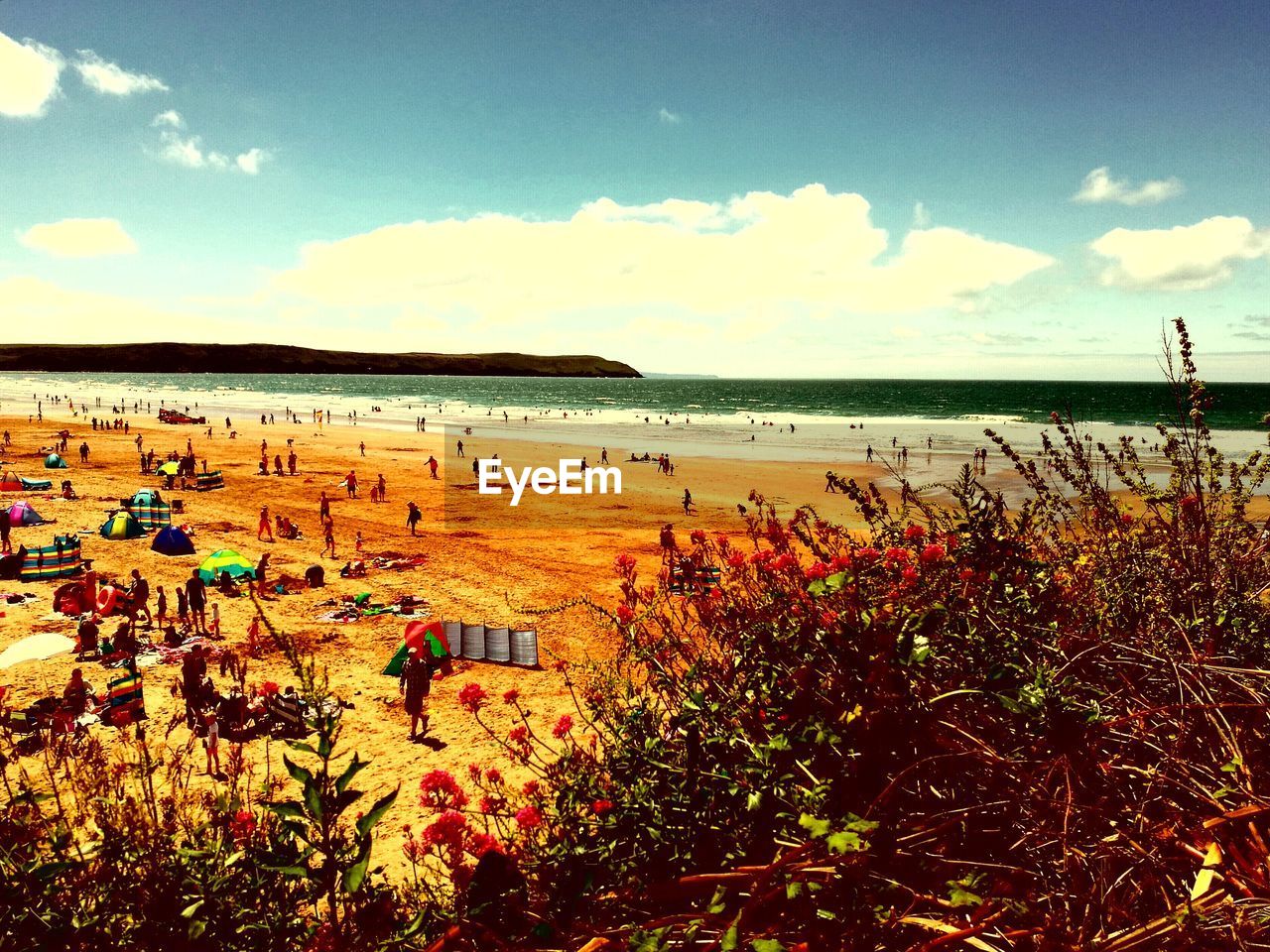 PLANTS GROWING ON BEACH AGAINST SKY